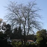 Penina Family House Villa