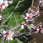 Penina Family House Villa