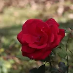 Penina Family House Villa Portimão