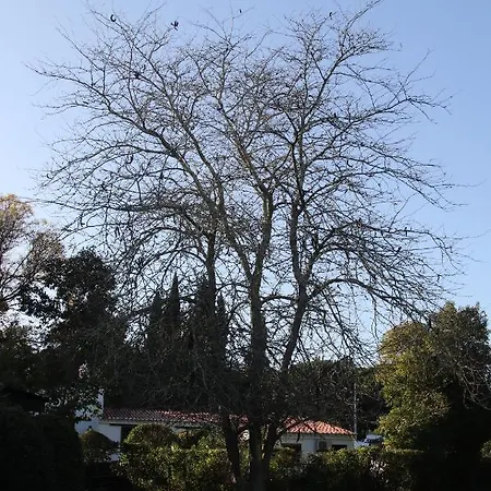 Penina Family House ヴィラ